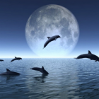 dauphins_sautant