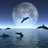 dauphins_sautant
